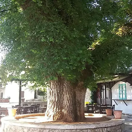 Elm Tree Dream Catcher Strinilas